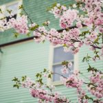 Image of a house with green siding with a tree in the foreground with spring pink blossoms