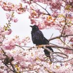 Image of a blackbird sitting in a spring cherry blossom tree in Port Alberni